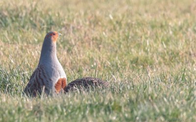 Perdix perdix perdix - Gray Partridge