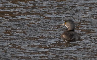 Tachybaptus dominicus brachyrhynchus - Least Grebe