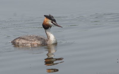 Podiceps cristatus cristatus - Great Crested Grebe