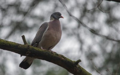 Columba palumbus - Common Wood-Pigeon