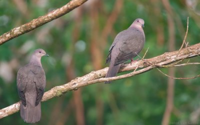 Patagioenas plumbea plumbea - Plumbeous Pigeon