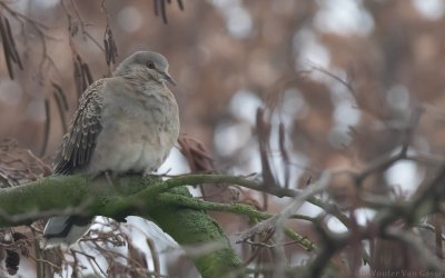 Streptopelia orientalis - Oriental Turtle-Dove