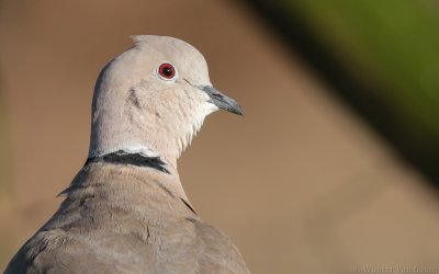 Streptopelia decaocto decaocto - Eurasian Collared-Dove