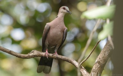 Streptopelia semitorquata - Red-eyed Dove