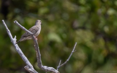 Columbina passerina - Common Ground-Dove