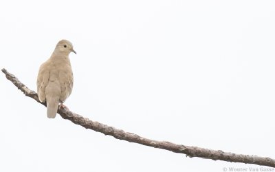 Columbina minuta - Plain-breasted Ground-Dove