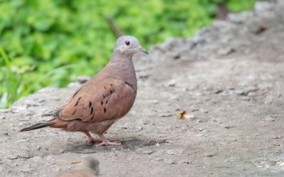 Columbina talpacoti - Ruddy Ground-Dove