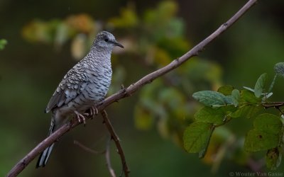 Columbina squammata - Scaled Dove