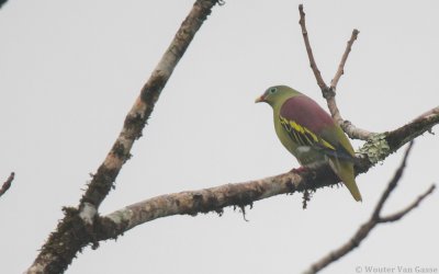 Treron curvirostra - Thick-billed Pigeon