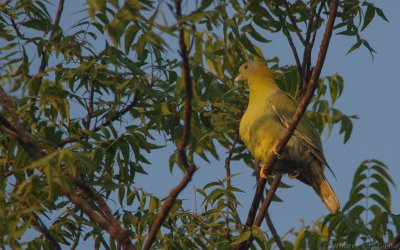 Treron phoenicopterus phoenicopterus - Yellow-footed Pigeon