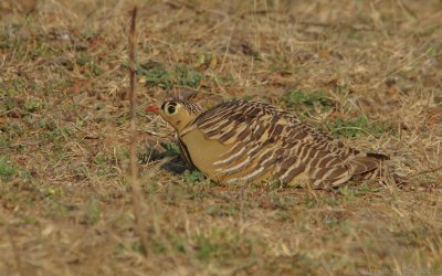 Pterocles indicus - Painted Sandgrouse