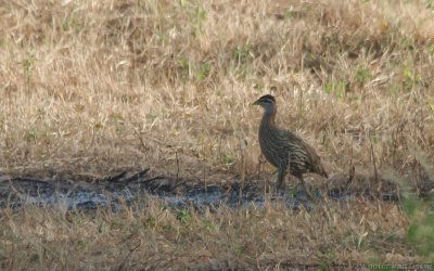 Pternistis bicalcaratus bicalcaratus - Double-spurred Francolin