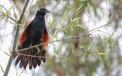 Centropus sinensis - Greater Coucal