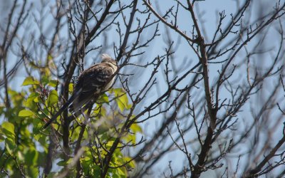 Clamator glandarius - Great Spotted Cuckoo