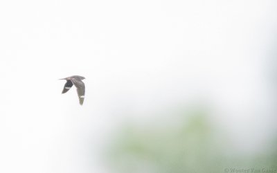 Chordeiles minor - Common Nighthawk