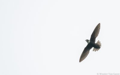 Streptoprocne biscutata biscutata - Biscutate Swift