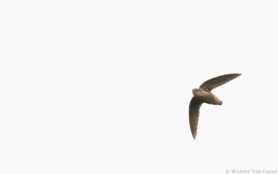 Chaetura meridionalis - Sick's Swift