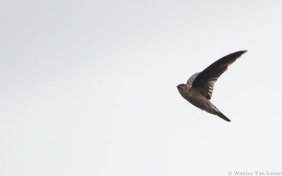 Aerodramus brevirostris - Himalayan Swiftlet