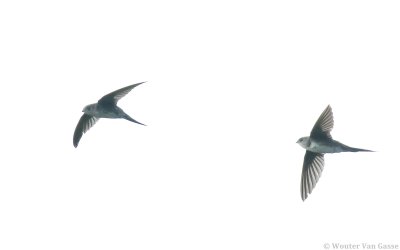 Tachornis squamata squamata - Fork-tailed Palm-Swift
