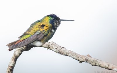 Augastes lumachella - Hooded Visorbearer