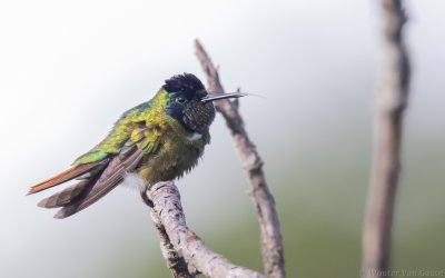 Augastes lumachella - Hooded Visorbearer