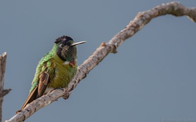 Augastes lumachella - Hooded Visorbearer