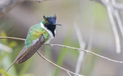 Heliactin bilophus - Horned Sungem