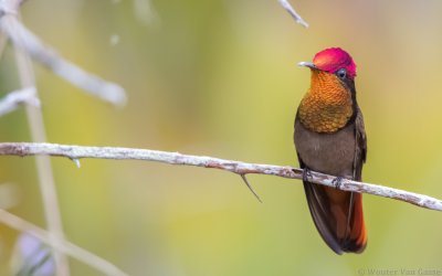 Chrysolampis mosquitus - Ruby-topaz Hummingbird