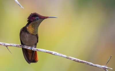 Chrysolampis mosquitus - Ruby-topaz Hummingbird