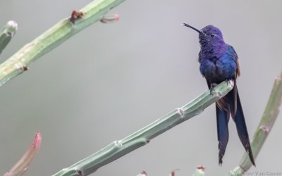 Eupetomena macroura simoni - Swallow-tailed Hummingbird