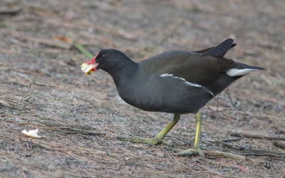 Gallinula chloropus - Eurasian Moorhen