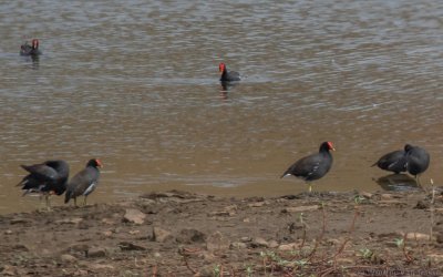 Gallinula galeata - Common Gallinule