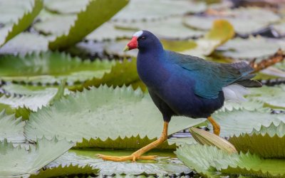 Porphyrio martinica - Purple Gallinule