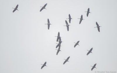 Grus grus - Common Crane