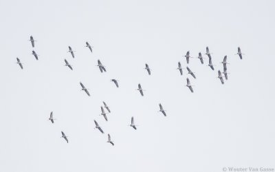 Grus grus - Common Crane