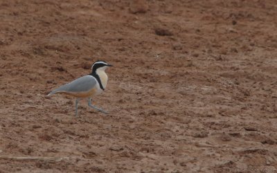 Pluvianidae (Egyptian Plover)