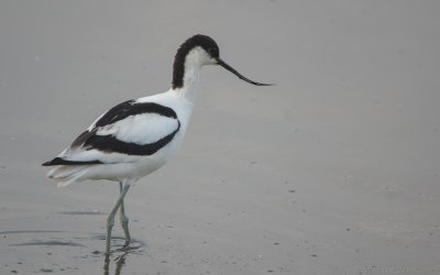 Recurvirostridae (Stilts and Avocets)