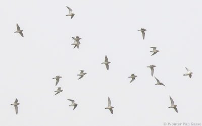 Pluvialis apricaria - European Golden-Plover