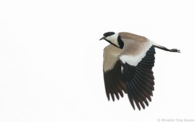 Vanellus spinosus - Spur-winged Lapwing