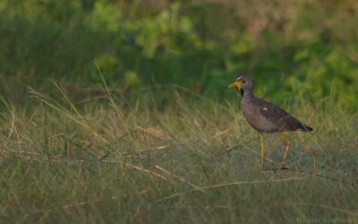 Vanellus senegallus senegallus - Wattled Lapwing