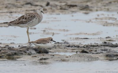 Charadrius mongolus - Lesser Sand-Plover
