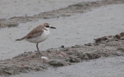 Charadrius leschenaultii - Greater Sand-Plover