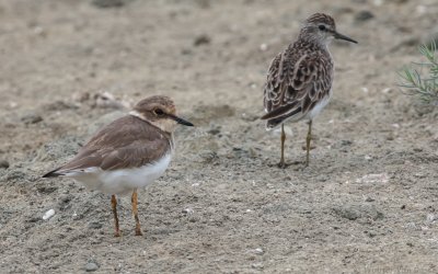 Charadrius dubius jerdoni - Little Ringed Plover