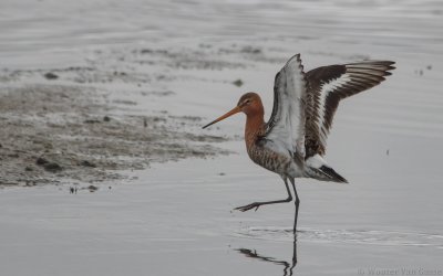 Limosa limosa limosa - Black-tailed Godwit