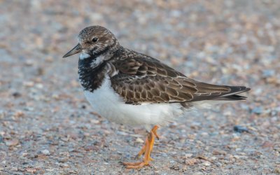 Arenaria interpres interpres - Ruddy Turnstone