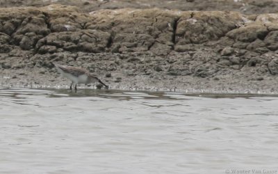 Calidris falcinellus sibirica - Broad-billed Sandpiper