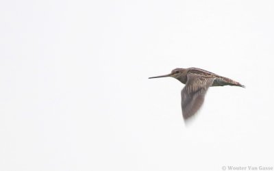 Gallinago stenura - Pin-tailed Snipe