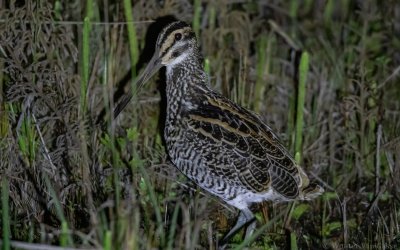 Gallinago undulata gigantea - Giant Snipe