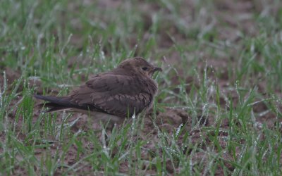 Glareola nordmanni - Black-winged Pratincole