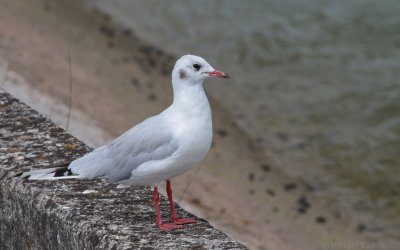 Chroicocephalus ridibundus - Black-headed Gull